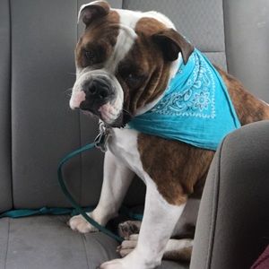 Meet your Posher, Heidi